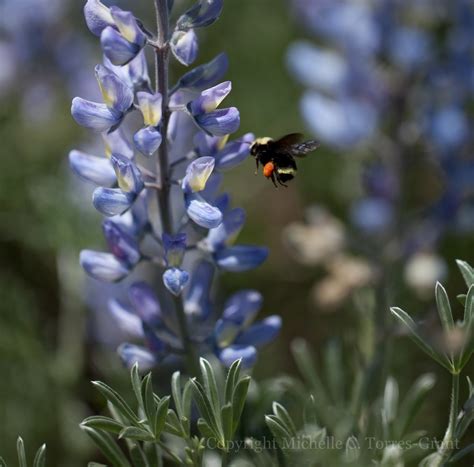 Bee Lupine 9 Silver Dune Lupine Lupinus Chamissonis Michelle C