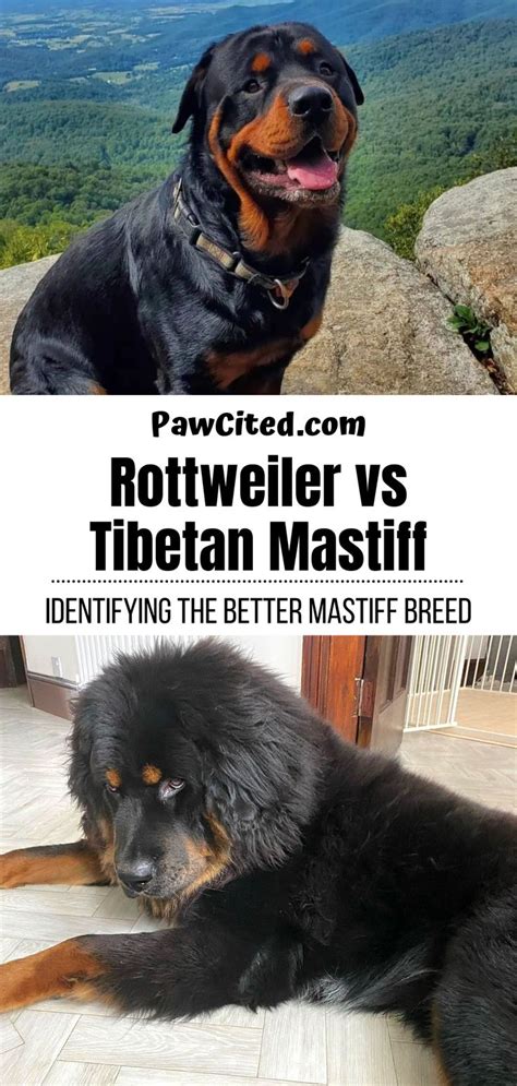 Tibetan Mastiff Vs Rottweiler