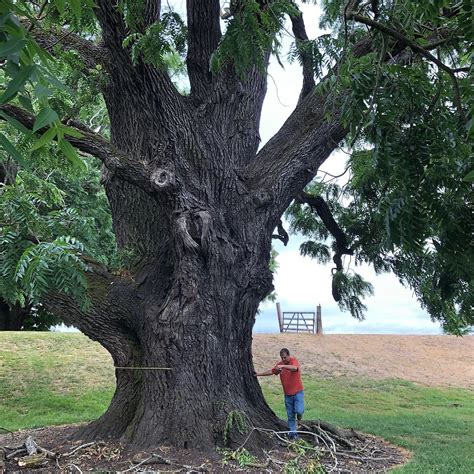 Juglans Nigra Black Walnut Scioto Gardens Nursery