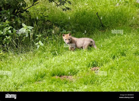 Grey Wolf Forest Cub Hi Res Stock Photography And Images Alamy