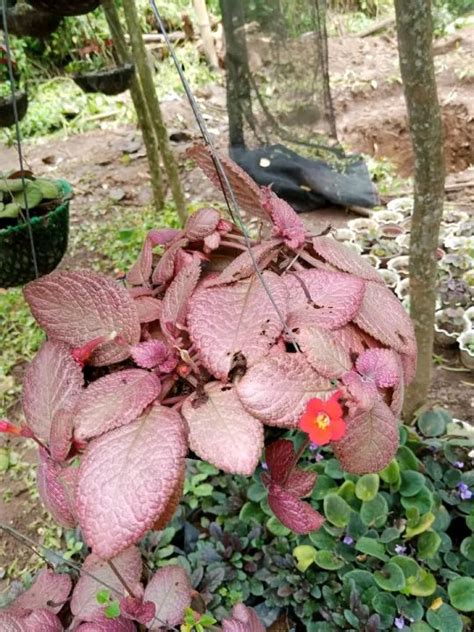 Episcia Plant With Free Fertilizer Lazada Ph