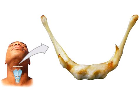 Hyoid bone Diagram | Quizlet