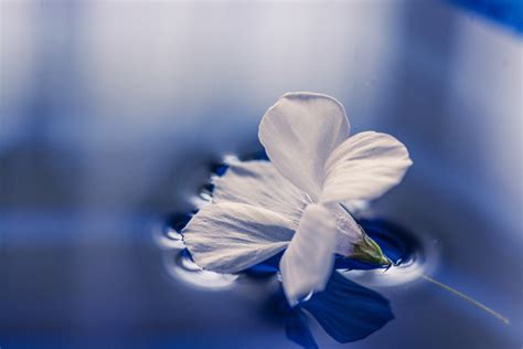 Free Images Water Blossom White Sunlight Flower Petal