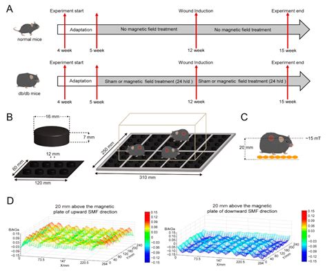 Cells Free Full Text Static Magnetic Fields Reduce Oxidative Stress