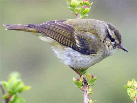 Gansu Leaf Warbler Phylloscopus Kansuensis Birds Of The World