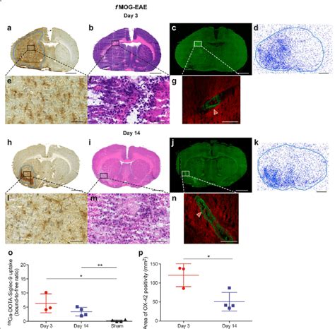 Immunohistochemistry Histology Immunofluorescence And Autoradiography