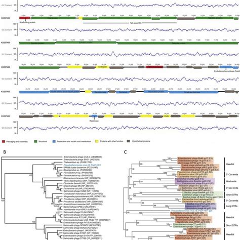 A Electron Micrograph Of Pseudoalteromonas Virus VB PspP H6 1 Virus