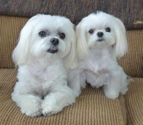 Shih Tzu Maltese Mix Lifespan - Shih Tzu Dog