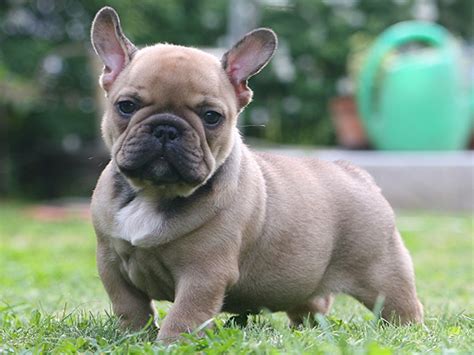 Lovely French Bulldog dog photo and wallpaper. Beautiful Lovely French Bulldog dog pictures