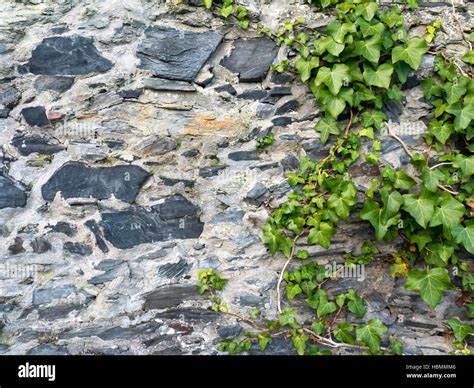 Dark Slate Old Stone Wall And Green Ivy Branch Background Stock Photo