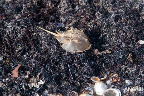 Atlantic Horseshoe Crab (Limulus polyphemus) - ANGARI Foundation