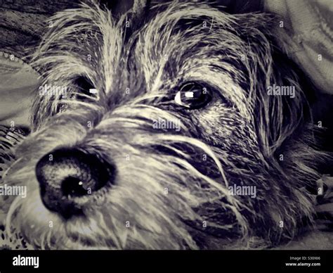 A watchful eye Stock Photo - Alamy