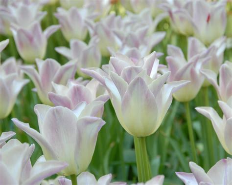 Tulip 'Elegant Lady' Bulbs - Buy online at Farmer Gracy UK