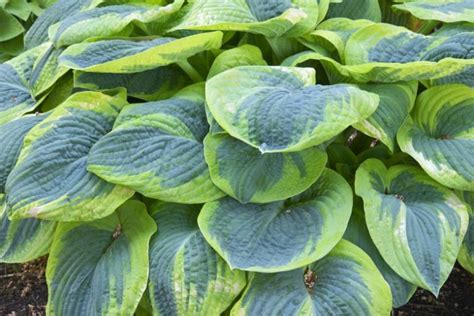 Hosta Frances Williams