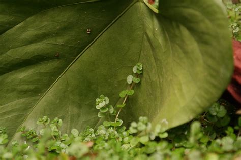 Free Images Tree Nature Plant Leaf Flower Green Produce Insect