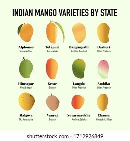 26,687 Indian Mango Images, Stock Photos & Vectors | Shutterstock