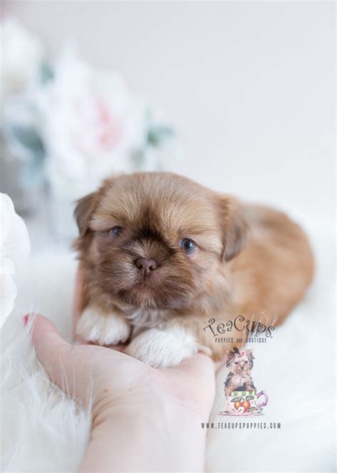 Imperial Shih Tzu Puppies For Sale By Teacups Puppies Boutique