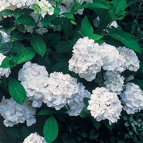 Hydrangea Macrophylla Mme Emile Mouill Re Hortensia D Ombre