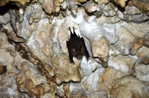 Bat Cave Pokhara 2020 All You Need To Know Before You Go With Photos Tripadvisor