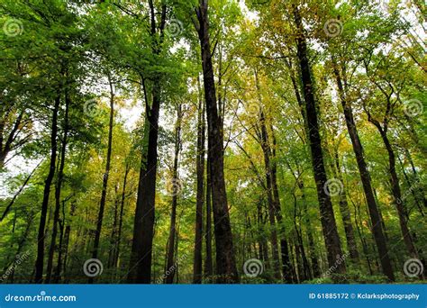 Rocky Lush Green Great Smoky Mountain Forest Stock Photo Image Of