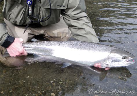 Native Trout Fly Fishing Coastal Rainbow Trout