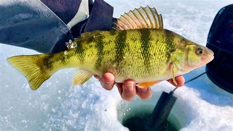 Amazing Jumbo Perch Ice Fishing Day Youtube