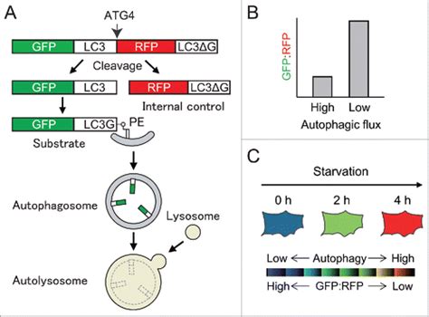 Full Article A New Probe To Measure Autophagic Flux In Vitro And In Vivo