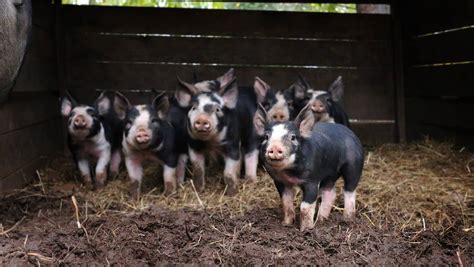 Berkshire Hogs — Whitney Creek Farm