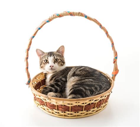 Grey cat in basket Photo | Free Download