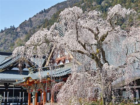 身延山久遠寺のしだれ桜 樹齢400年を超える名木も 2025年見頃時期と開花状況･交通規制･アクセスと駐車場 山梨県身延町 カタスミ日記