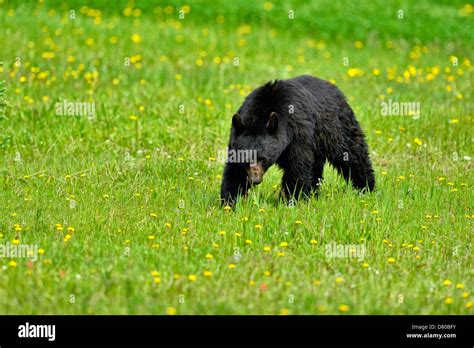 American Black Bear Ursus Americanus Eating Dandelions In A Flower