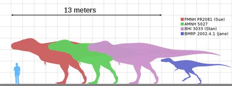 Tyrannosaurus Rex Discover Facts About The King Of The Dinosaurs