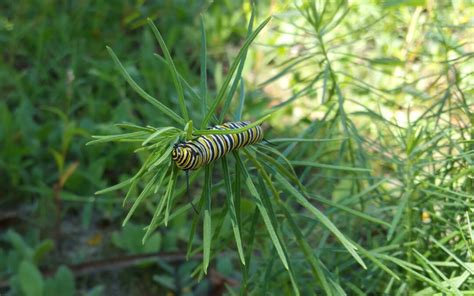 Whorled Milkweed Cape Cod Native Plants