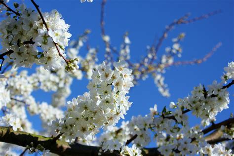 plum blossom 2 | A Food Forest in your Garden