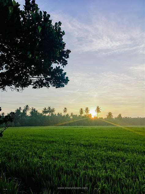 Haiwan Yang Hidup Di Sawah Padi - nerveploaty