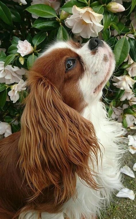 Pin by Արաքս Դավթյան on Animal love in 2024 Cavalier king charles