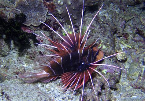 Clearfin Lionfish Pterois Radiata Bali Wildlife