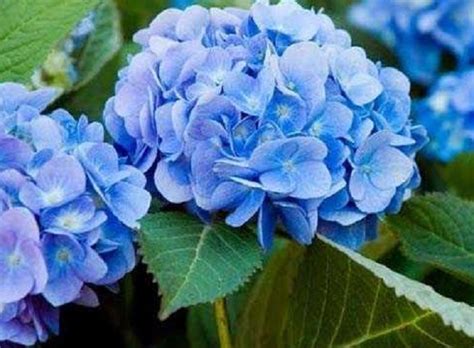 Hydrangea m.Endless Summer Original. Гортензия крупнолистная Endless ...