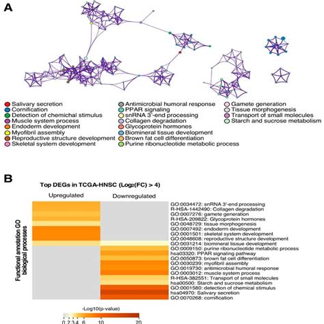 The Functional Annotation Analysis Shows The Association Of The Genes Download Scientific