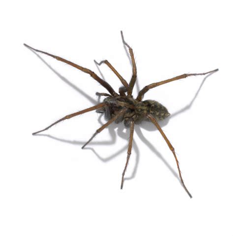 Keep Spiders At Bay Using A Guard Silverline