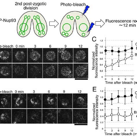 Frap Analysis During Early Nuclear Differentiation Reveals De Novo Npc