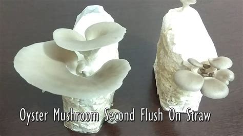 Second Flush Oysters How To Grow Mushrooms At Home Oyster Mushroom