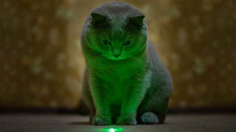 Best automatic laser cat toys: The top cat chasing devices | PetsRadar