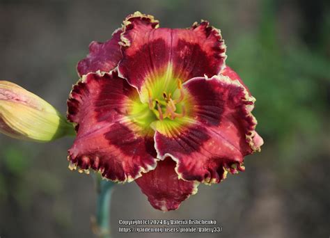 Photo Of The Bloom Of Daylily Hemerocallis Crimson Dragon Posted By