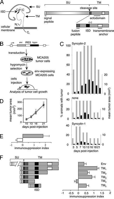 Analysis Of The Immunosuppressive Activity Of Syncytins And Of