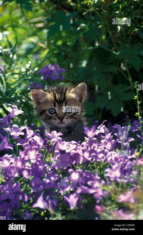 cute kitten sitting among purple flowers Stock Photo - Alamy