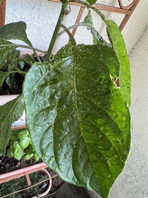 What’s wrong with habanero plant? : r/plantclinic