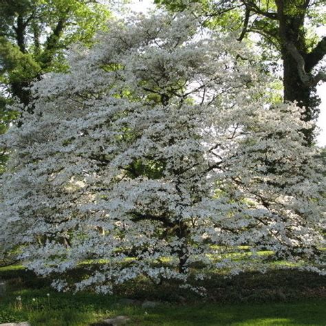 Spring Grove Dogwood – New Blooms Nursery