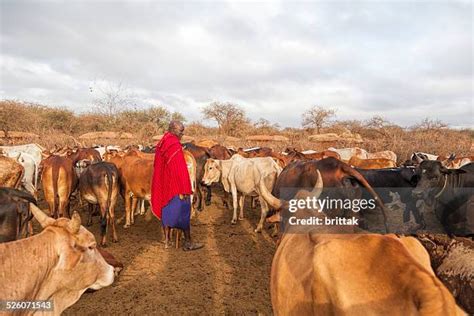 814 Maasai Cattle Stock Photos, High-Res Pictures, and Images - Getty ...