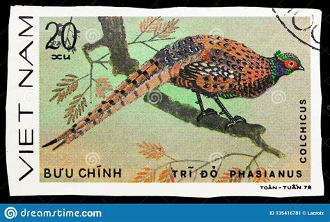 Common Pheasant Phasianus Colchicus In Usa Stamp Editorial Image